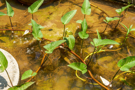 Close-up of aquatic green plants in a pondの写真素材