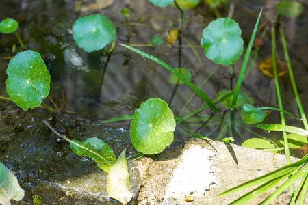 Close-up of aquatic green plants in a pond