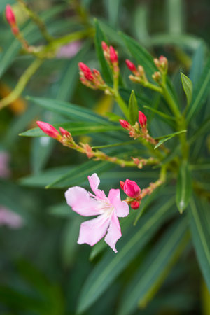 Beautiful blooming oleander flower in the parkの写真素材