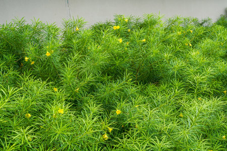 Lush yellow oleander green leaves in the parkの写真素材