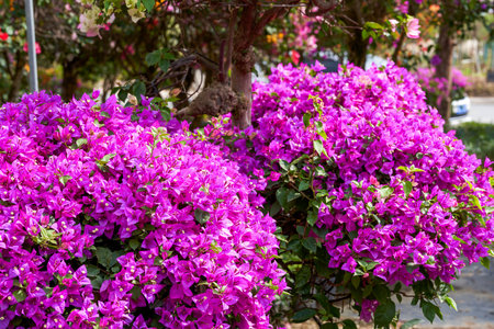 Beautiful blooming bougainvillea bougainvillea flowers of various colors in the garden