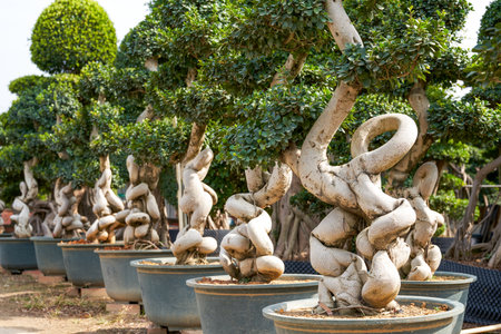 Close-up of a strange-shaped welcoming banyan potted plant cultivated in the plantationの写真素材