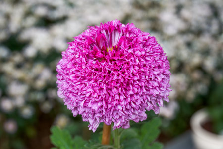 Close-up of a variety of delicate chrysanthemums in brilliant bloom