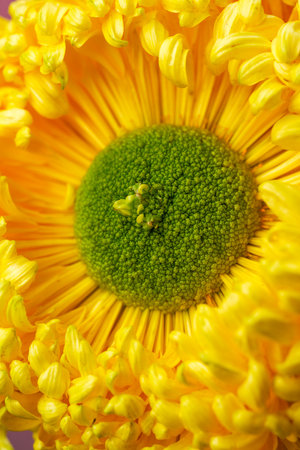 Close-up of a variety of delicate chrysanthemums in brilliant bloomの写真素材