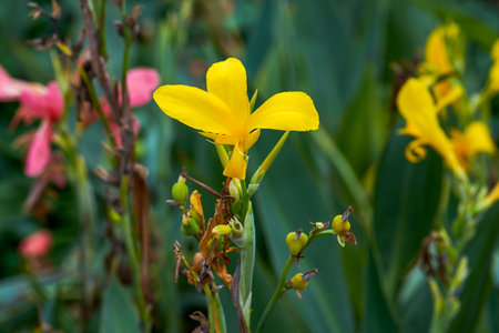 Closeup of lush canna flowers growing in the parkの写真素材