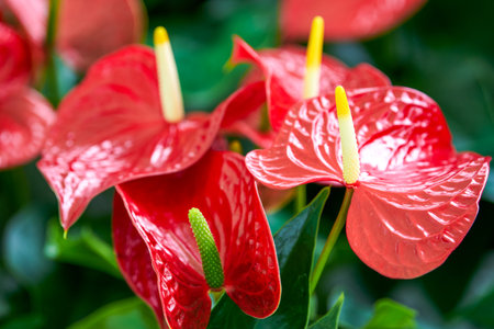 Close-up of calla lilies in full bloom at the flower marketの写真素材