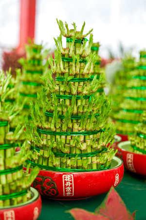 Chinese New Year Lucky Bamboo Closeup.の写真素材