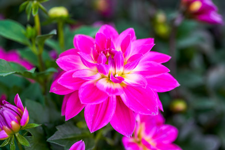Beautiful blooming magenta dahlia closeupの写真素材