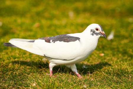 Round and cute big pigeon in outdoor parkの写真素材