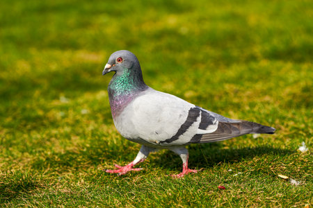Round and cute big pigeon in outdoor parkの写真素材