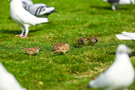 Round and cute big pigeon in outdoor parkの写真素材