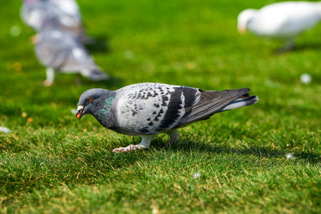 Round and cute big pigeon in outdoor parkの写真素材