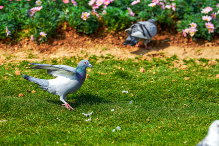 Round and cute big pigeon in outdoor parkの写真素材