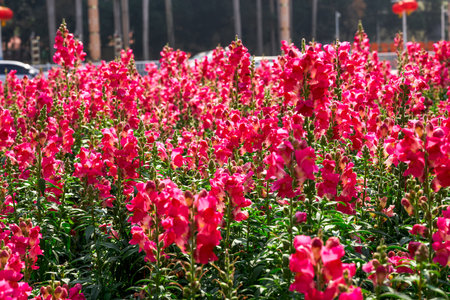 Blooming snapdragon flowers growing in the gardenの写真素材