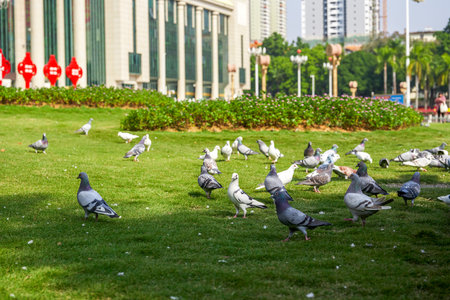 Round and lovely big pigeons in the city squareの写真素材