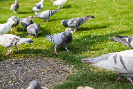 Round and lovely big pigeons in the city squareの写真素材