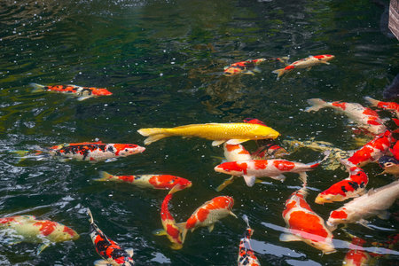 Fine koi in advanced breeding pondsの写真素材