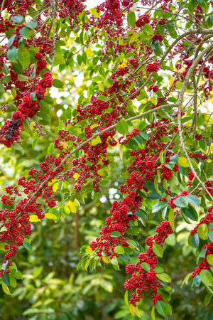 Red bright iron holly fruit on the tree
