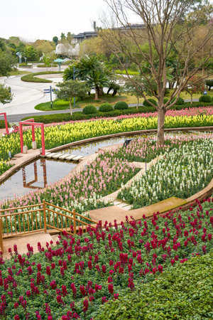 Field of snapdragon flowers planted in the gardenの写真素材