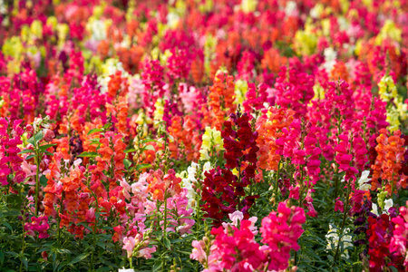 Beautiful blooming sea of snapdragon flowers of various colors in the gardenの写真素材