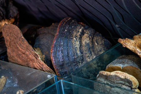 Large Ganoderma lucidum sold in a Chinese medicine store