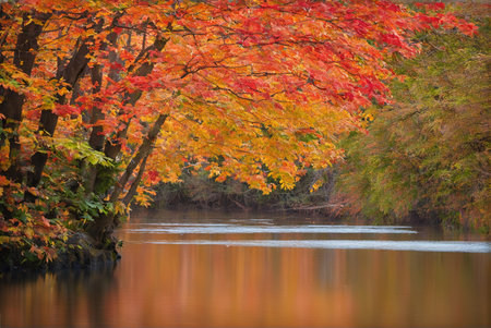 Already yellowed maple leaves in late autumn, forest in late autumn, yellow leaves in water in the rain, late autumn backgroundの素材