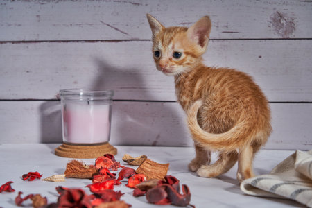 Close-up of a cute little orange kitten in a warm sceneの写真素材
