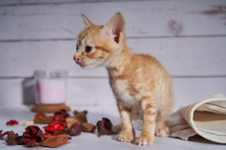 Close-up of a cute little orange kitten in a warm sceneの写真素材