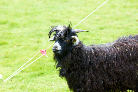Close-up of a black goat in the farmの写真素材