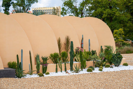 Cactuses in the botanical garden in Dubai, United Arab Emirates