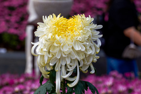 Close-up of large delicate blooming chrysanthemum flowersの写真素材