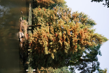 Yellow pine trees by the lake in late autumn