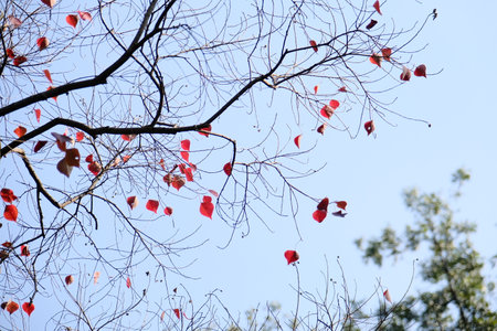 Red leaves on the branches of a tree against the blue sky.の写真素材