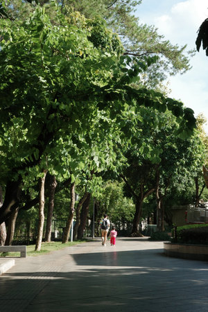 Close-up of various trees in the riverside parkの写真素材