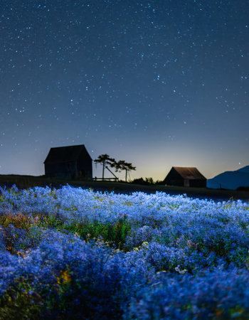 Beautiful blue flowers under the starry sky in the countryside.の素材