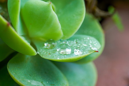 The leaves of lush succulent plants are covered with water dropletsの写真素材