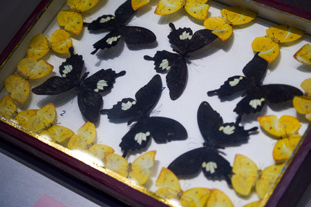 Close-up of exquisite and beautiful butterfly specimen