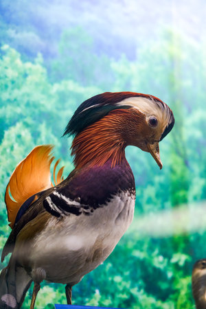 Close-up of lifelike bird specimen modelの写真素材