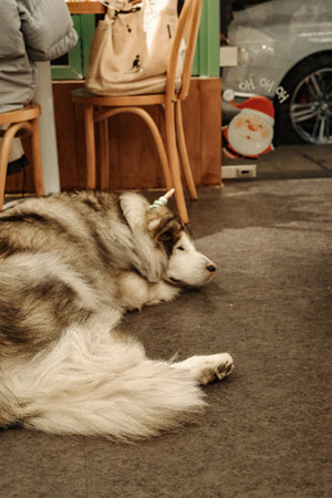 A cute Alaskan dog indoors, pet dogの写真素材