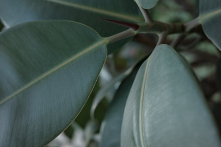 Close-up of leaves of large green plants outdoorsの写真素材