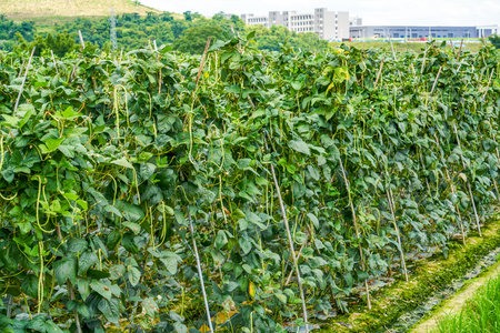 Bean fields planted in outdoor farmland