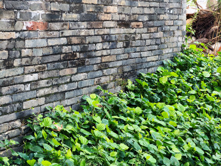 Green plants growing in ancient village buildings in southern Chinaの写真素材
