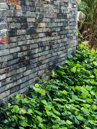 Green plants growing in ancient village buildings in southern Chinaの写真素材