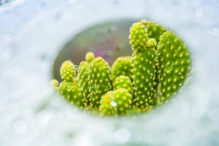 A delicate glass cactus planterの写真素材