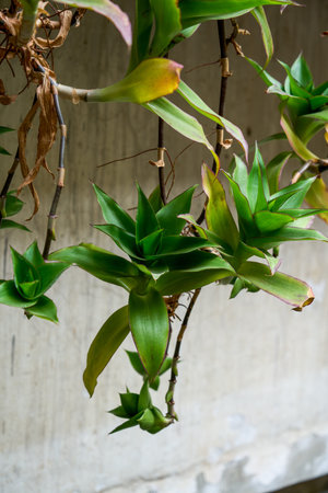 Image: Close-up of green plants hanging on the fenceの写真素材