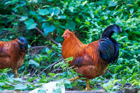 1 Close-up of a big rooster outdoors in the countryside