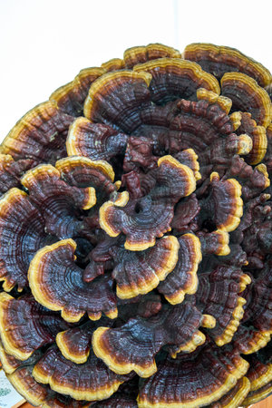 1 Close-up of traditional Chinese medicine Ganoderma lucidum