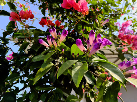 1Purple garlic vine in full bloom