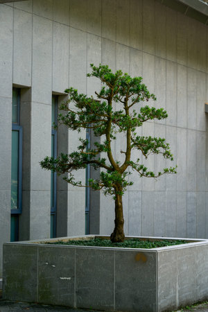 1A bonsai tree in front of a luxurious garden-style hotel building