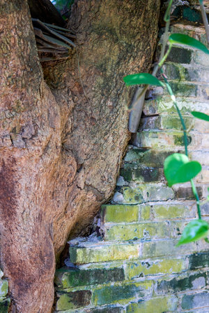 1Ancient trees growing in the walls of traditional Chinese brick and tile ancient buildings